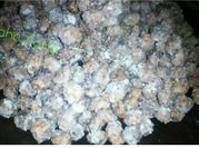 A picture of tigernut milk