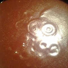 A picture of skunks barbeque sauce for birthday ribs.