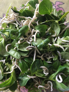 Una foto de Ensalada de gulas y canónigos