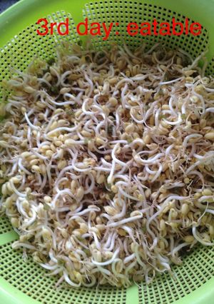 Hình của món Cách làm giá đỗ bằng vỏ hộp sữa.