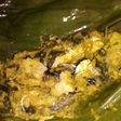Pepes ikan gastor(gabus) #BikinRamadanBerkesan #2