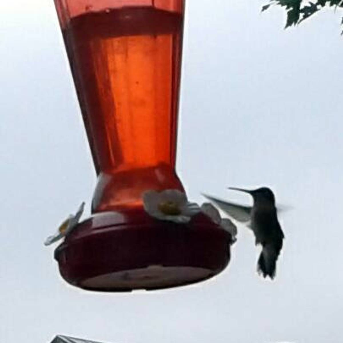 Hummingbird Sugar Water Recipe By Sarah M Holtet Cookpad India