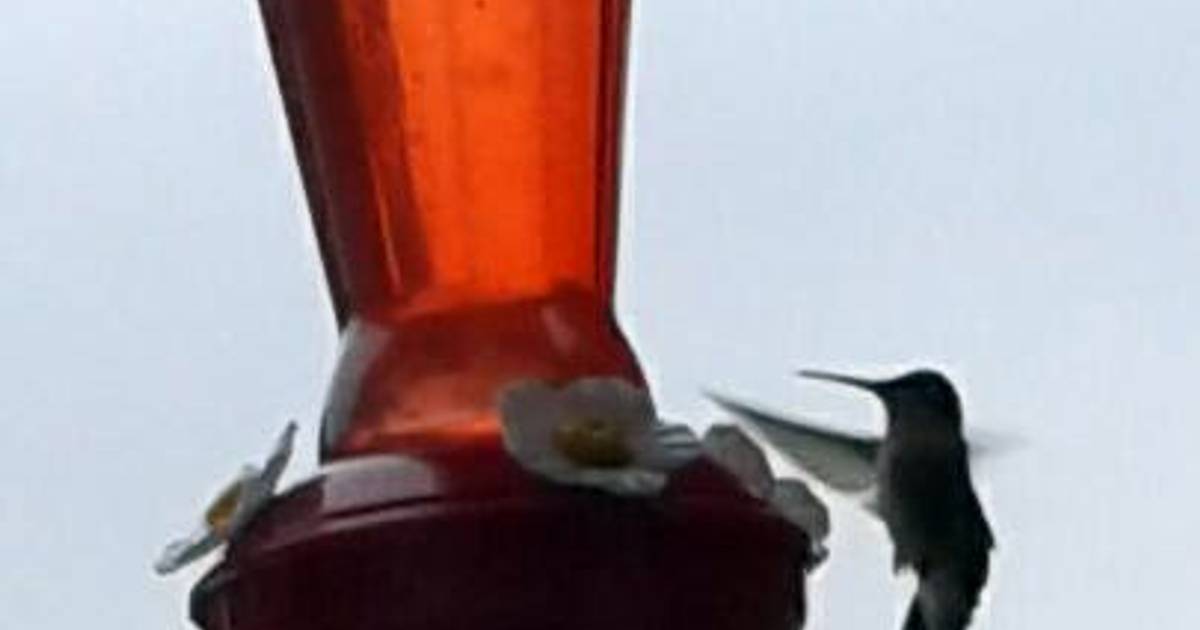 Hummingbird Sugar Water Recipe By Sarah M Holtet Cookpad,Melting Chocolate Chips In Microwave