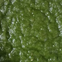 A picture of Coriander chutney.