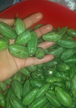 عکسی از دستور ترشی هندونه ابوجهل (شپله، حنظل، کدو تلخ، لگجی و...)