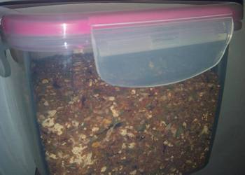 Without Fail Make Recipe Mild Homemade Rub Delicious Steady