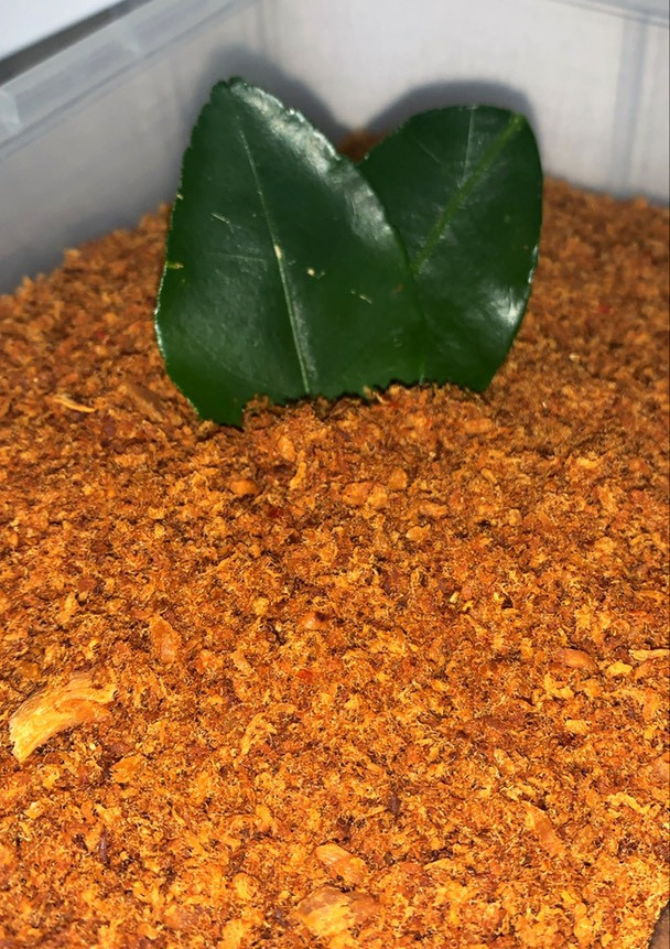Foto resep Abon Tuna pedas tanpa santan
