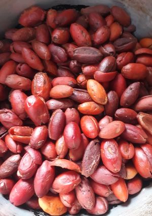 Foto resep Tumis Jèkèt (kulit mlinjo)