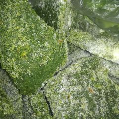 Green chutney A picture of Green chutney.