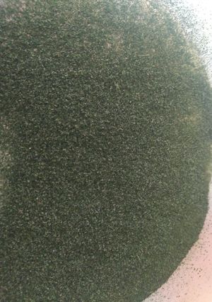 Foto resep Daun kelor bubuk homemade