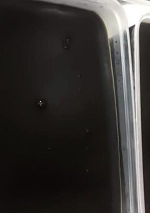 Hình của món Sương sáo.