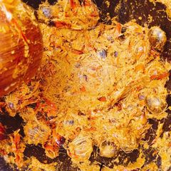 A picture of How to extract palm oil.