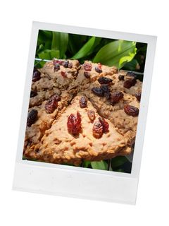 Foto resep Cinnamon Raisin Oatmeal Scone (no Milk-with Creme)