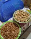Kacang tanah kribo/kriwil ekonomis (anti gagal)