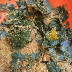 A picture of Moringa salad.