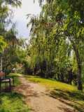 Piure