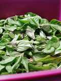 Albahaca deshidratada