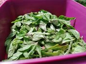 Una foto de hierbas de albahaca
