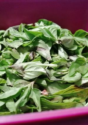 Una foto de Albahaca deshidratada
