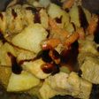 Paleta de cerdo a la cacerola con salsa agridulce