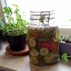 A picture of Michael's Refridgerator Pickles.