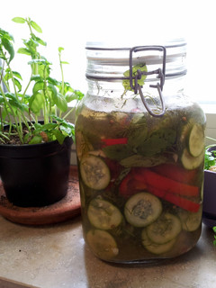 A picture of Michael's Refridgerator Pickles.