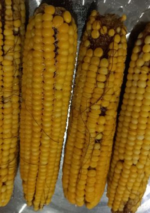 عکسی از دستور بلال خوشمزه 😋🌽