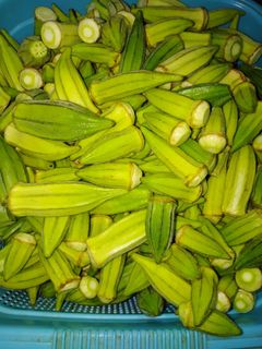 عکسی از دستور بامیه برای زمستان در فریزر، که تازه بمونه وخوب بپزه