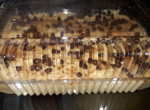 Una foto de Napoleón 3 leches con canela y chispas de chocolate de la casa