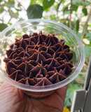 Postre en vaso sabor chocolate sin gluten