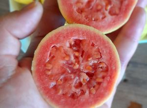 Una foto de Mermelada de Guayaba 😋