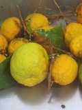 Mermelada de mandarinas amargas 2024