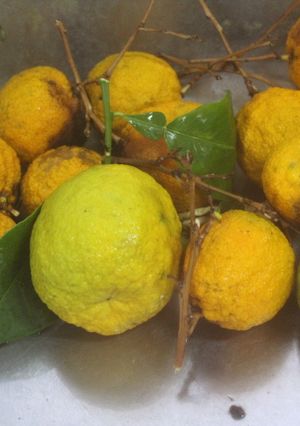 Una foto de Mermelada de mandarinas amargas 2024