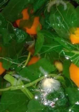 Foto resep Sayur bayam segar🤤