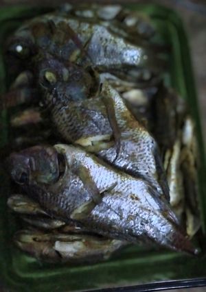 Foto resep Ikan mujaer goreng