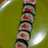 Sushi Roll