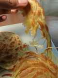 #13 Roti Canai/ Roti Maryam/ Paratha #Seninsemangat