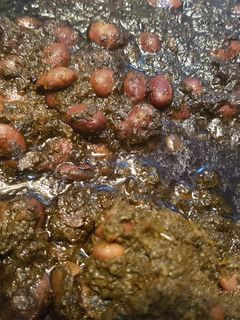 عکسی از دستور قرمه سبزی