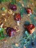 Kali Masoor Dal
