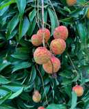 Vải thiều ngâm đường 🤍