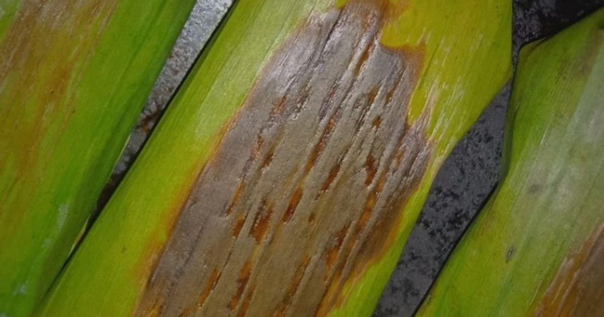 Nasi bakar cumi jamur for Bocils