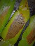 Nasi bakar cumi jamur for Bocils