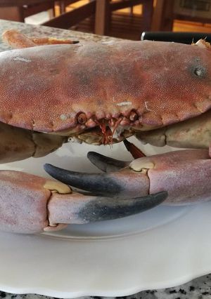 Foto principal de Buey de mar cocido