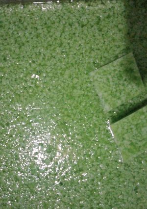 Foto resep Puding lumut anti gagal
