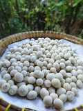 Sukro / Kacang Atom