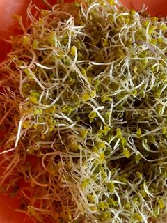 عکسی از دستور جوانه کلم بروکلی