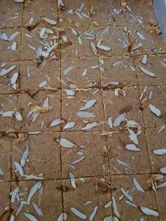 મોહનથાળ (Mohanthal Recipe in Gujarati) રેસીપી મુખ્ય ફોટો
