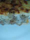 Canelones rellenos
