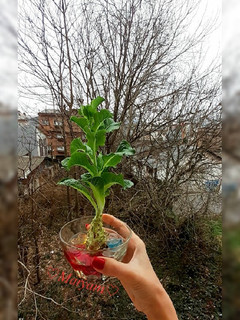 عکسی از دستور پرورش کاهو🥬