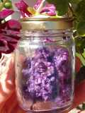 Salsa pesto de pétalos 𓁉 cosecha de flores de geranio y ajo